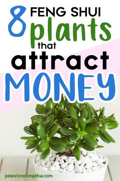 a potted plant sitting on top of a wooden table with text overlay reading 8 plants that attract money