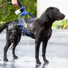 a black dog standing in the rain with a hose attached to it's back