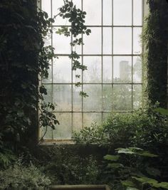 an old window with ivy growing on it