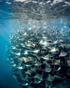 a large group of fish swimming in the ocean