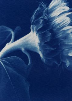 a large white flower on a blue background