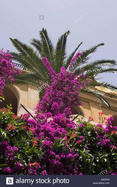 purple flowers are blooming on the side of a building in front of a palm tree - stock image