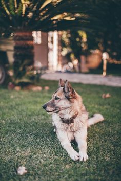 a dog is sitting in the grass outside