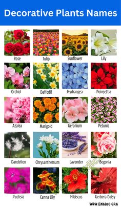 the different types of flowers are shown in this poster, which includes names and pictures