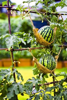 watermelon growing on the vine with green leaves