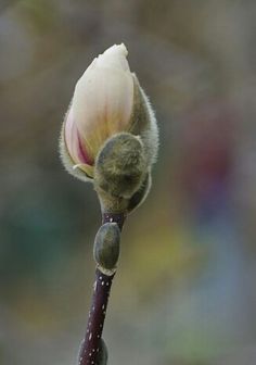 a flower bud with water droplets on it