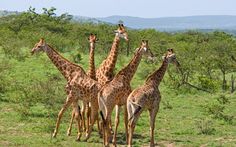 a group of giraffes are standing in the grass near trees and bushes