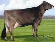 a brown cow standing on top of a lush green field next to a blue sky