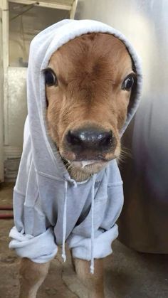 a baby cow wearing a hoodie standing in front of a metal tank and looking at the camera