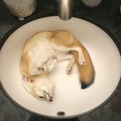 an orange and white cat is curled up in a bowl on the counter top next to a water faucet