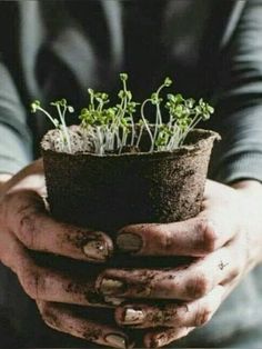 a person holding a potted plant in their hands