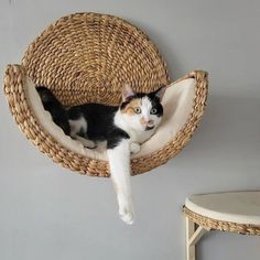 a black and white cat is laying in a wicker basket on the wall next to a stool