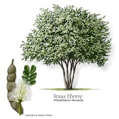 a tree with white flowers and green leaves next to a seeding plant that has the words texas ebony written on it