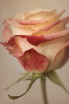 a close up view of a single pink rose