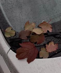 some leaves that are sitting on the hood of a car with water droplets all over it