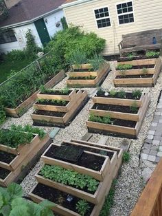 several raised garden beds with plants growing in them