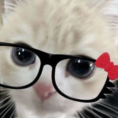 a white kitten wearing black glasses with a red bow on it's head and looking at the camera