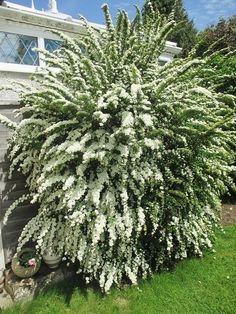 a white flower bush in front of a house