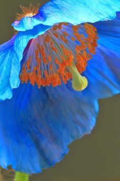 a blue flower with orange stamens on it