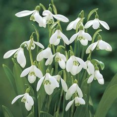 the white flowers are blooming in the garden