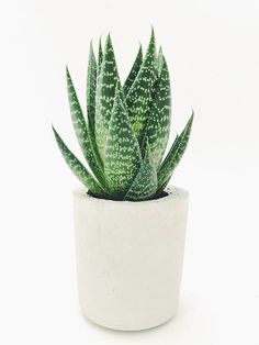 a green plant in a white pot on a white background with space for the text