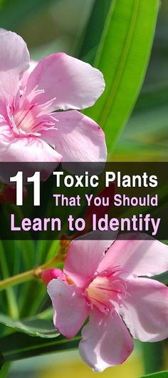 pink flowers with text that reads 11 exotic plants that you should learn to identify