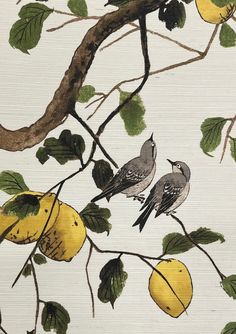 two birds are perched on a branch with fruit hanging from it's leaves and branches