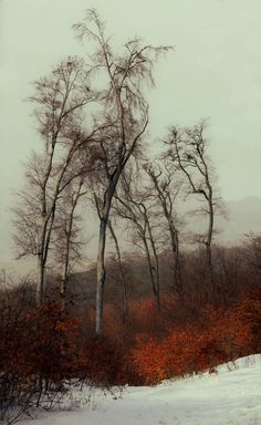 some trees and bushes in the snow on a cloudy day with no one around them