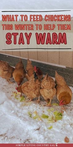 chickens standing in the snow with text overlay that reads, what to feed chickens this winter to help them stay warm