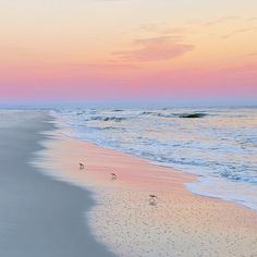 birds walking on the beach at sunset with pink and blue skies in the background as the sun sets