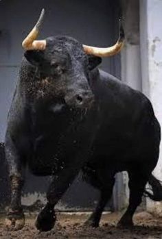 a bull with large horns is running in the mud