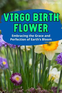 Virgo Birth Flower Virgo Birth Flower, Flower And Meaning, Virgo Flower, Ornamental Grass, Virgo Sign, Earth Signs, Ornamental Grasses, The Grace