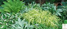 a garden with lots of green plants and trees in the back ground, along with other foliage