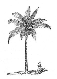 a black and white drawing of a palm tree