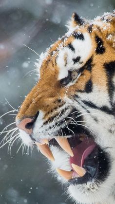 a tiger with its mouth open and it's teeth wide open in the snow