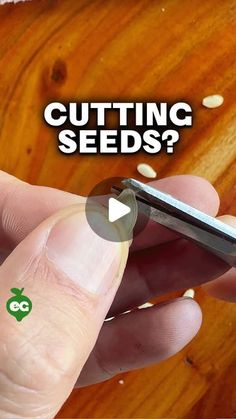 someone is cutting seeds with a small metal object in front of them and the words, cutting seeds?