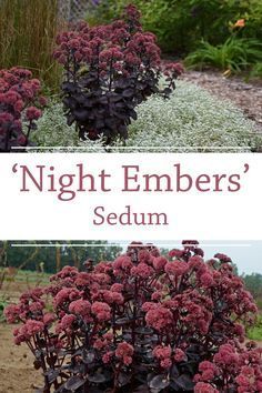 two different types of plants with the words night embers'sedum