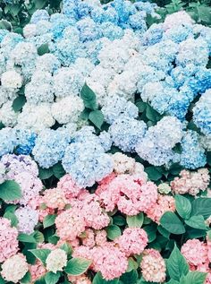 many different colored flowers with green leaves in the middle and pink, blue, and white ones