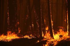 a forest filled with lots of trees covered in fire