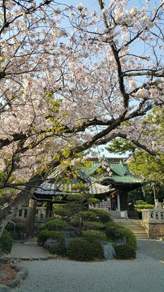 a large tree with lots of pink flowers in front of a building and steps leading up to it