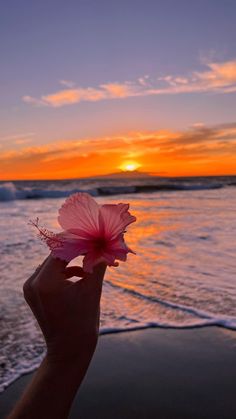 a person holding up a pink flower in front of the ocean at sunset or sunrise