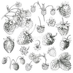 hand drawn strawberries and strawberrys with leaves, berries and flowers on white background