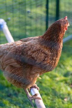 a close up of a chicken on a stick in a fenced area with green grass