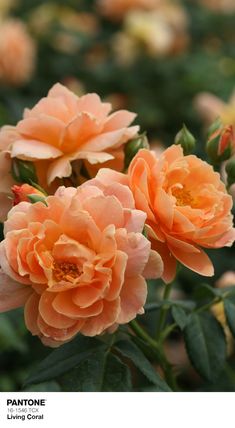 three peach colored flowers with green leaves in the foreground and one orange flower on the right