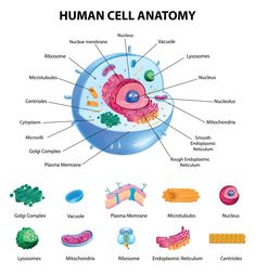 the structure of an animal cell and its major parts labeled in this diagram, you can see