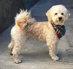 a white dog wearing a bandana standing on the sidewalk next to a wall and looking at the camera