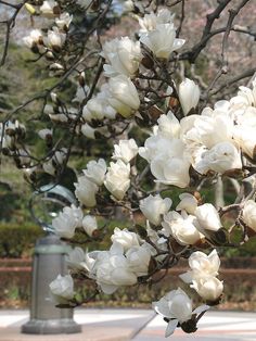 white flowers are blooming on the branches of a tree