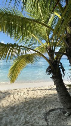 a palm tree sitting on top of a sandy beach