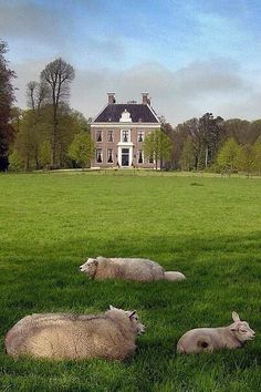 three sheep laying on the grass in front of a house