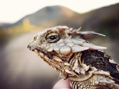 a close up of a person's hand holding a small lizard on the road